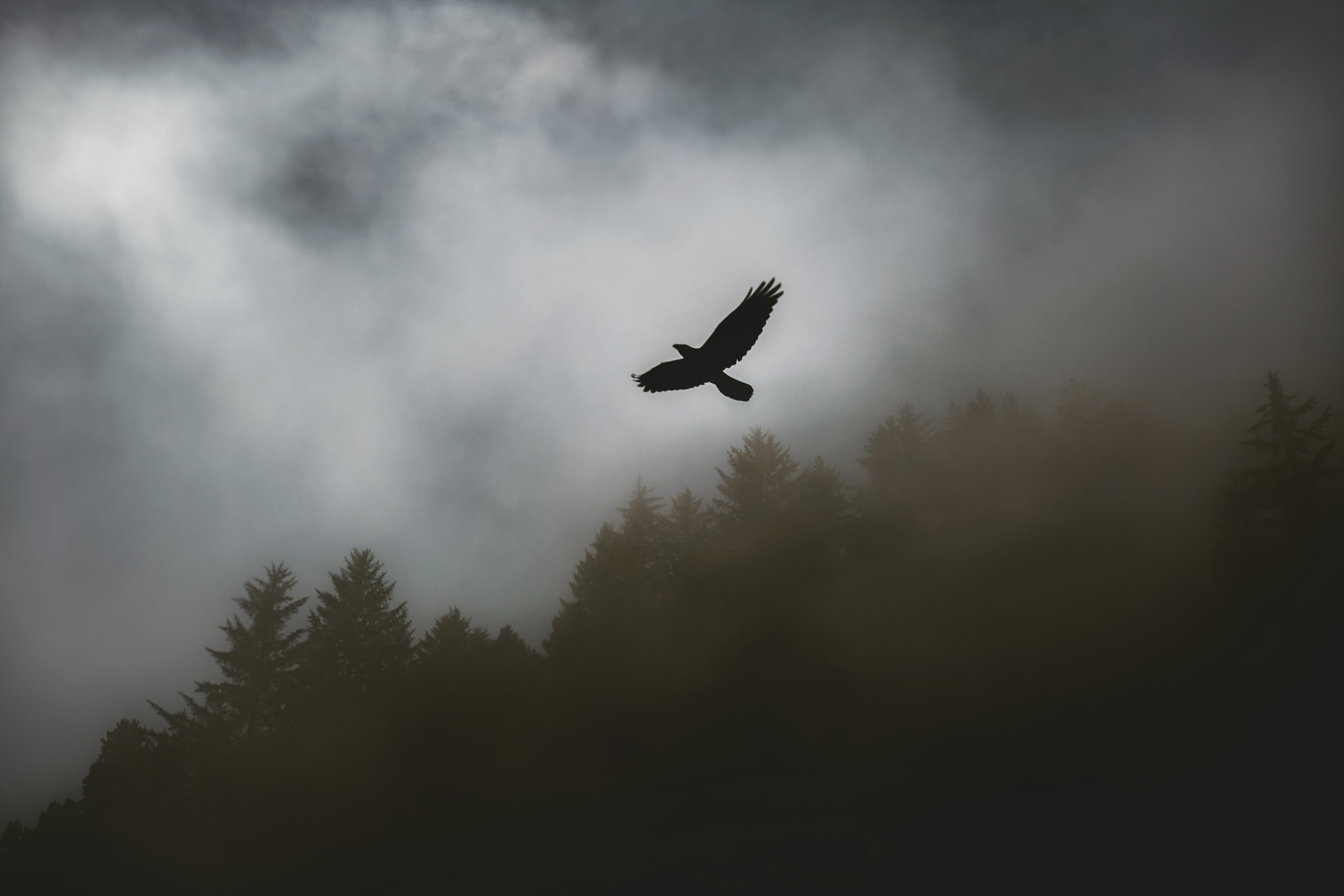 A bird flying below a cloudy sky, a tree line behind it.