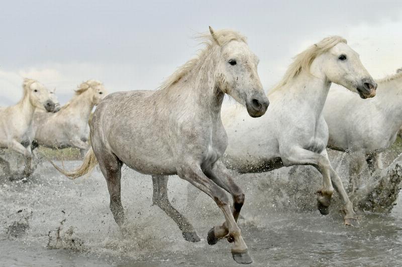 white horses in the water
