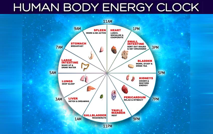 Human Body Energy Clock Discover The Best Time To Do Everything