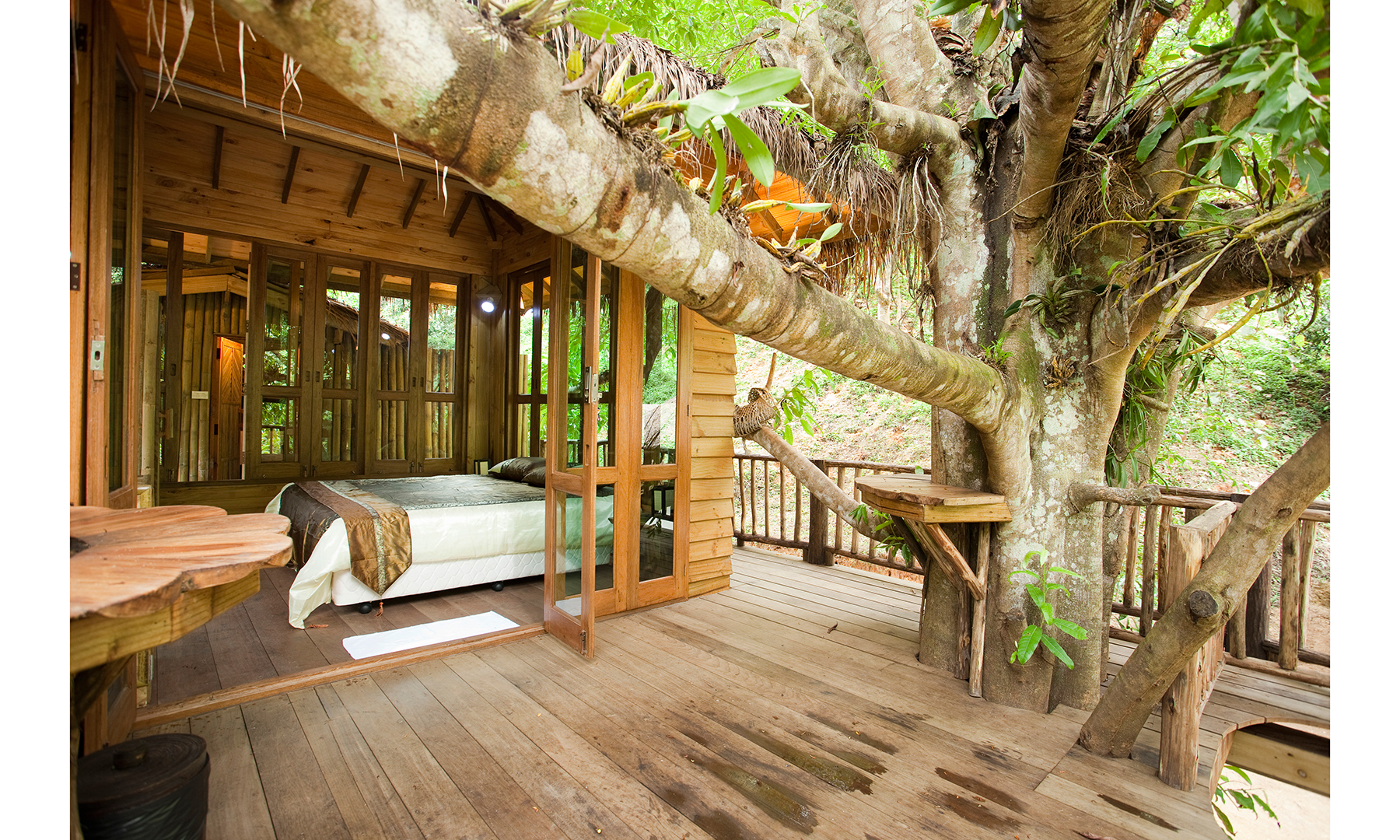 Дом дерево где находится. Деревья на Бали. Домик на дереве. Интерьер домика на дереве. Домик в тропиках.