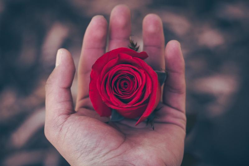 hand holding rose