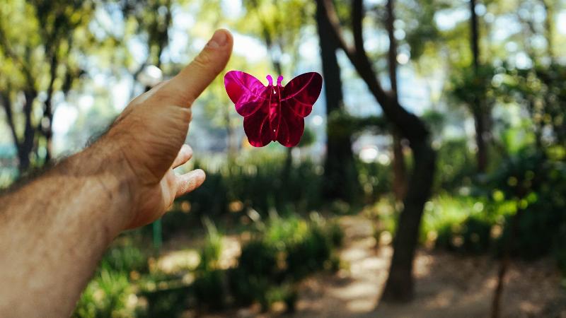 hand releasing pink butterfly into forest