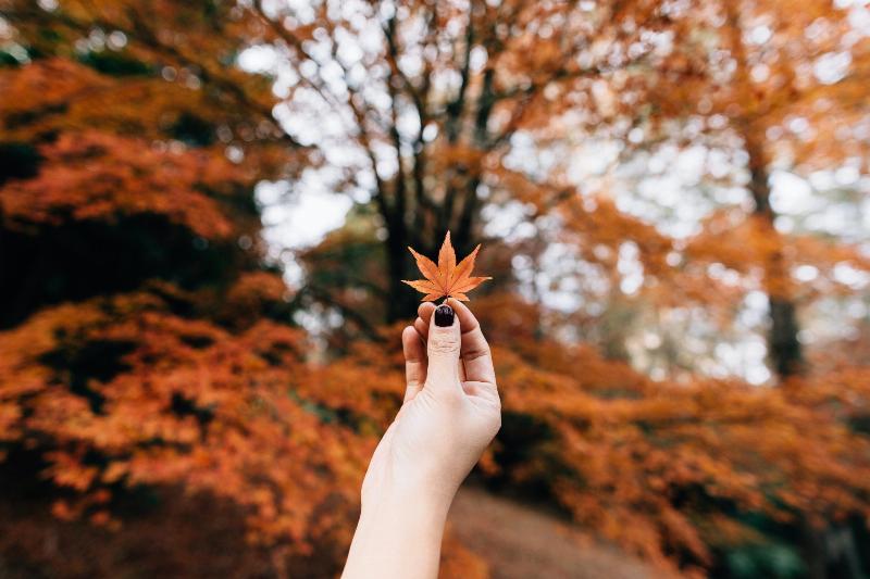 hand with black nailpolish holds up fall leafs in a park