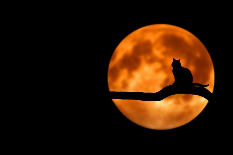 silhouette of a cat by orange moon