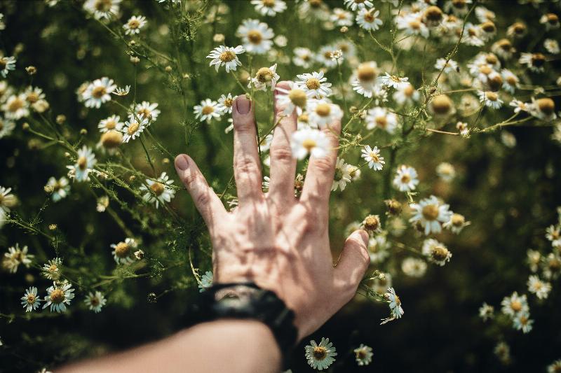 hand reaching towards white petal flowers