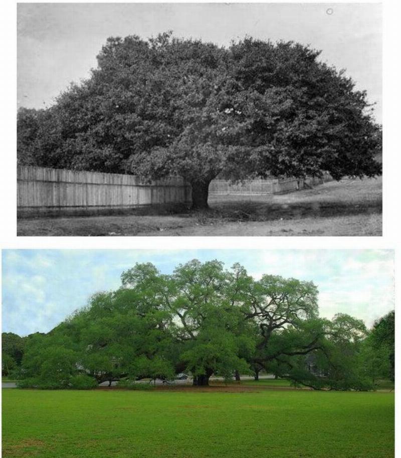 The Big Oak; inThomasville, in1895 vs 2020