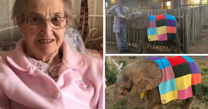 grandma on the left smiling and elephant on the right covered in blanket