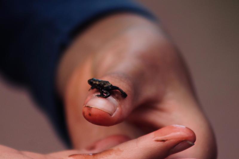 hand hlding little frog n their finger