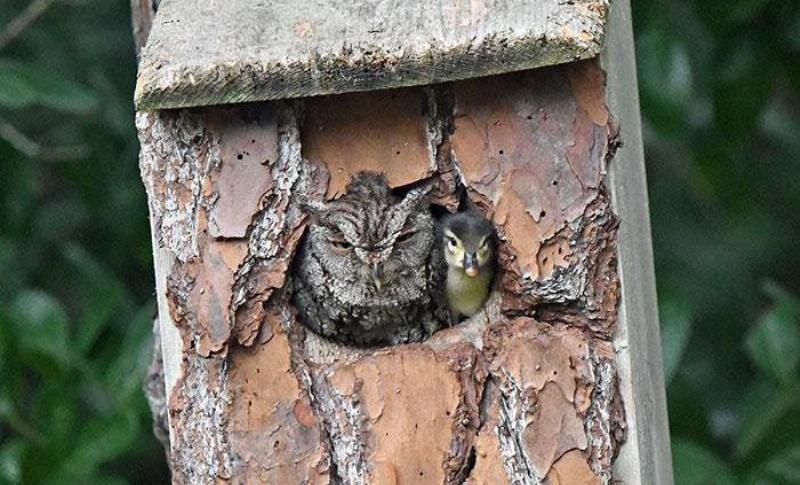 owl and duck peek from tree branch hole