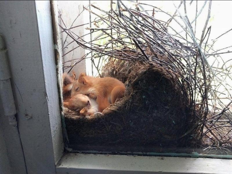 squirrels in neSquirrel nestst