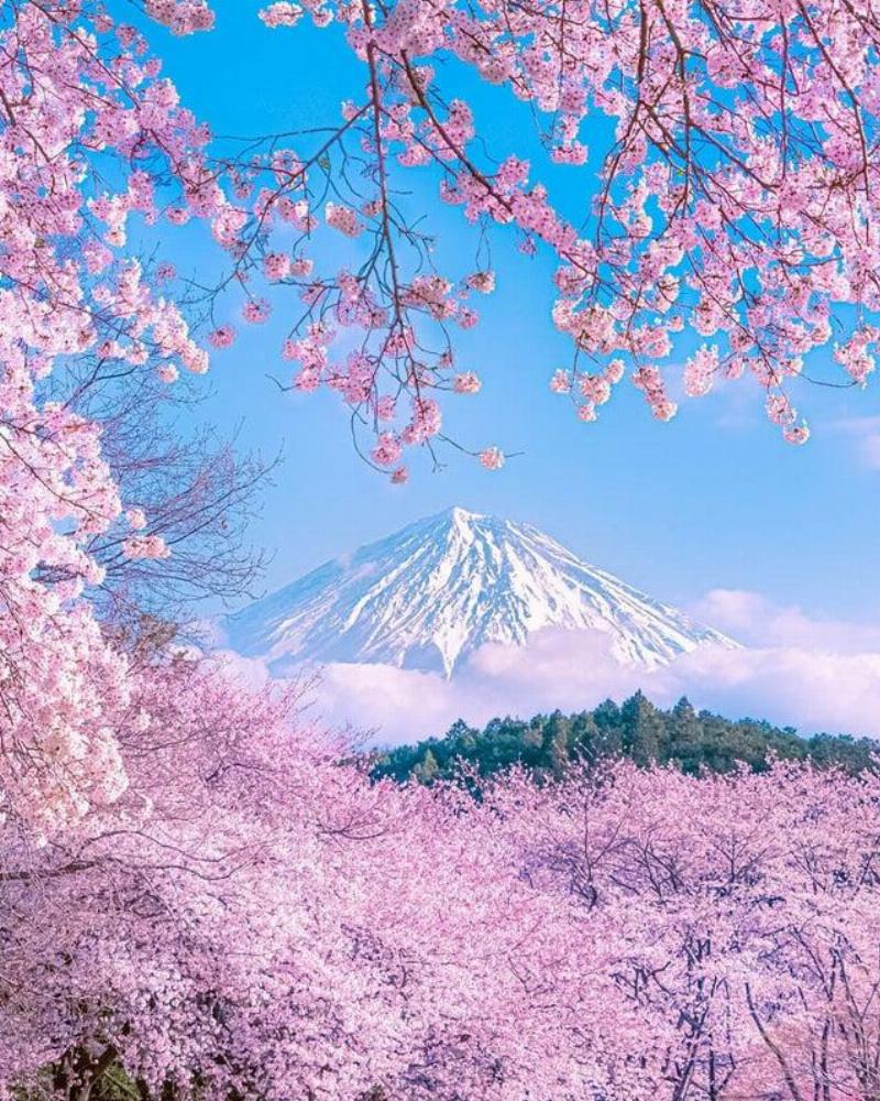 Shizuoka, Japan with pink flowers in foreground and mountain in background