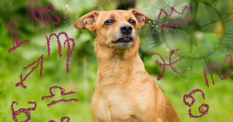 dog looking away while sitting on grass surrounded by drawings of astrological signs