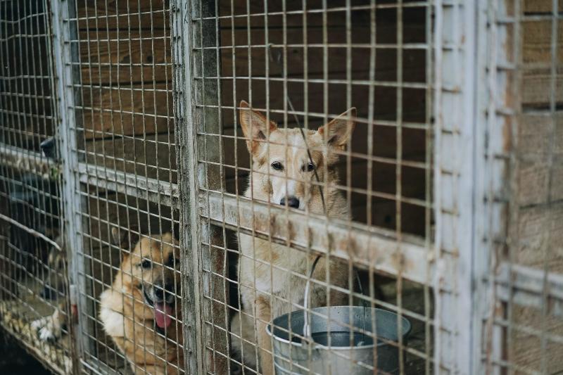 dogs sitting in cages at the shelter
