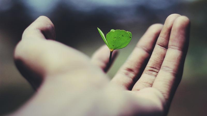 hand holds levitating leaf in its palm