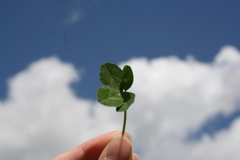holding clover to the sky