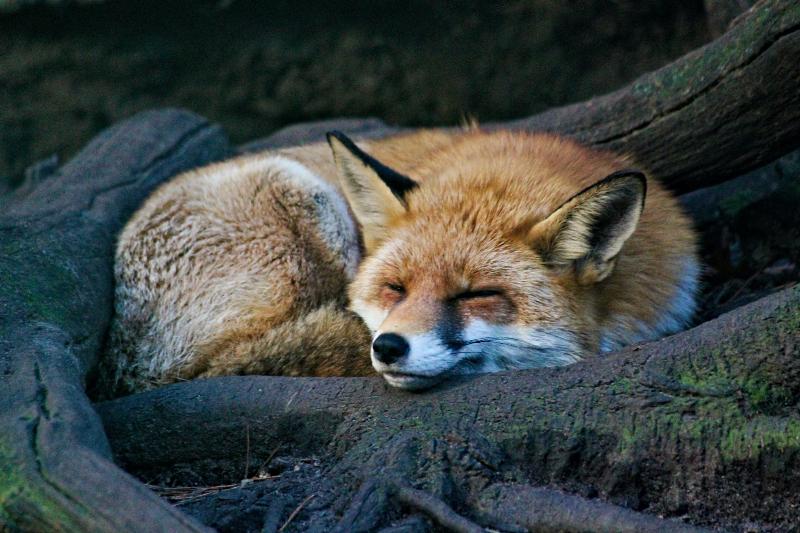fox sleeping on tree branches