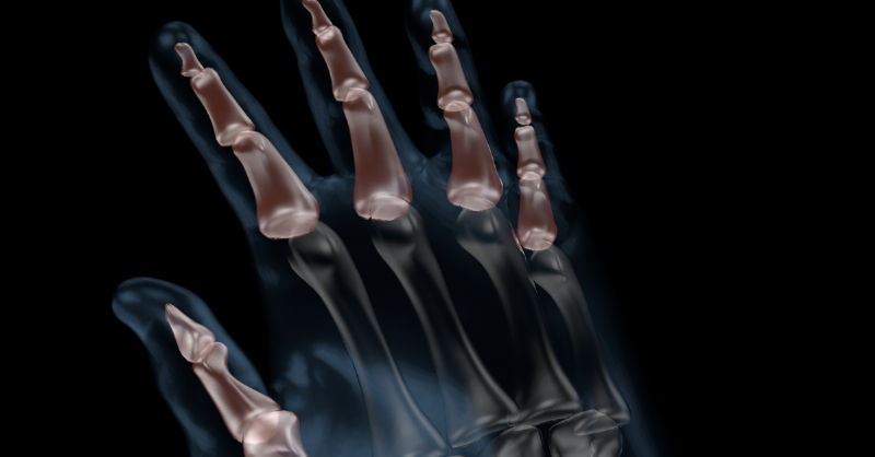 skeletal phallanges hand