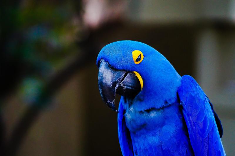 parrot with eyes closed and looking down