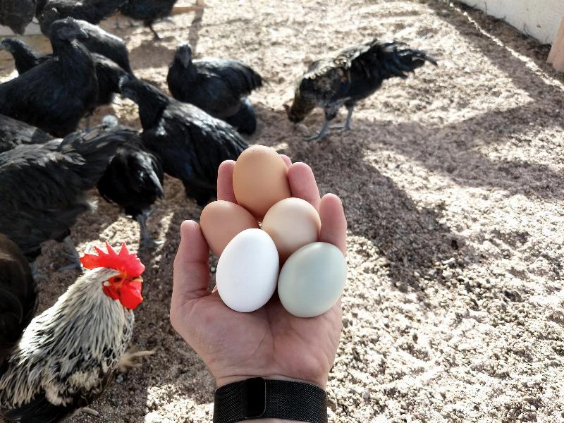 Hand holding handfull of eggs over chickens